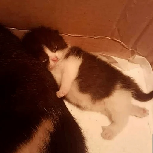 Стикер из набора Gatitos для Телеграм: Статические 😑