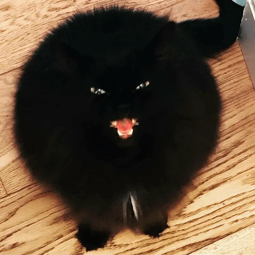 Стикер из набора Gatitos для Телеграм: Статические 🤬