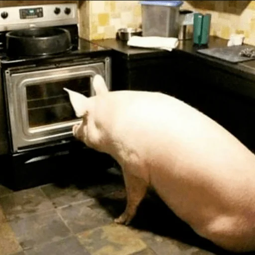 Стикер из набора Gatitos для Телеграм: Статические 🐷