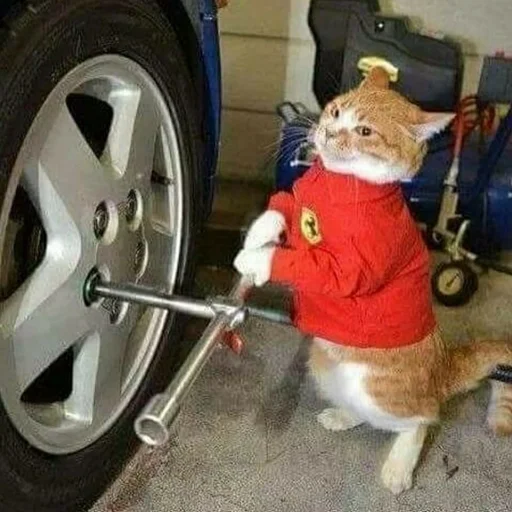 Стикер из набора Gatitos для Телеграм: Статические 💪
