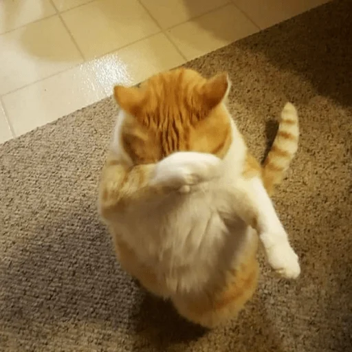 Стикер из набора Gatitos для Телеграм: Статические 🙈