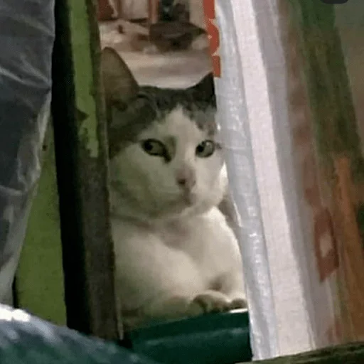 Стикер из набора Gatitos для Телеграм: Статические 😒