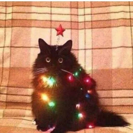 Стикер из набора Gatitos для Телеграм: Статические 🐈‍⬛️