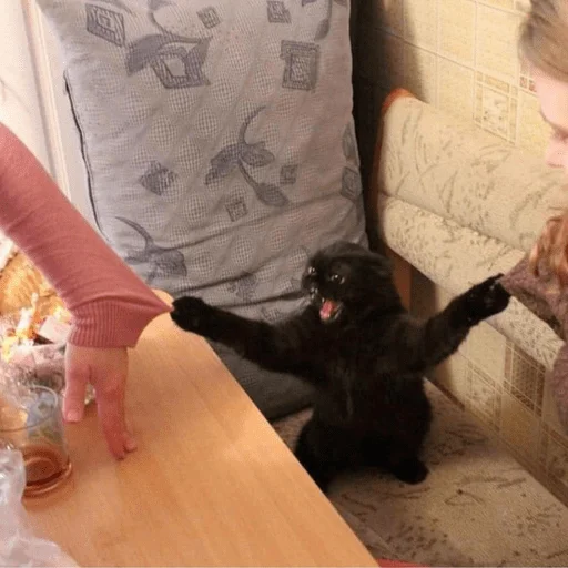 Стикер из набора Gatitos для Телеграм: Статические 😫