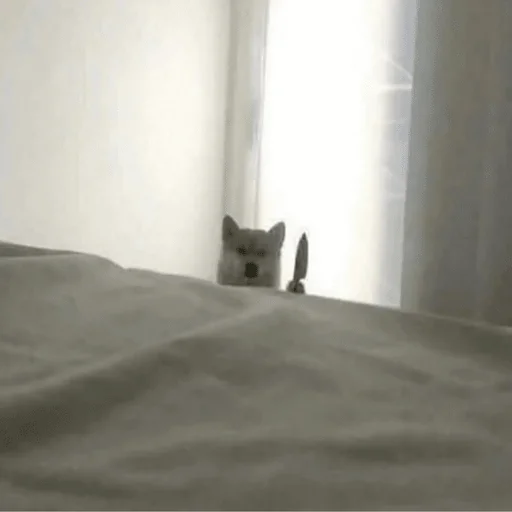 Стикер из набора Gatitos для Телеграм: Статические 🔪
