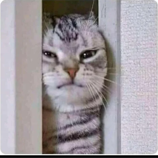 Стикер из набора Gatitos для Телеграм: Статические 🥴