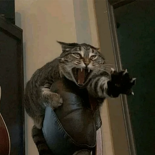 Стикер из набора Gatitos для Телеграм: Статические 😩