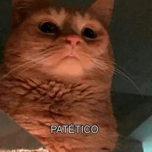Стикер из набора Gatitos для Телеграм: Статические 😒