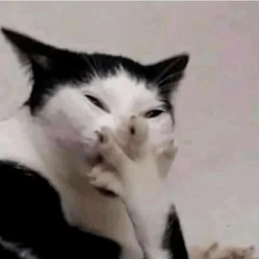 Стикер из набора Gatitos для Телеграм: Статические 🤭