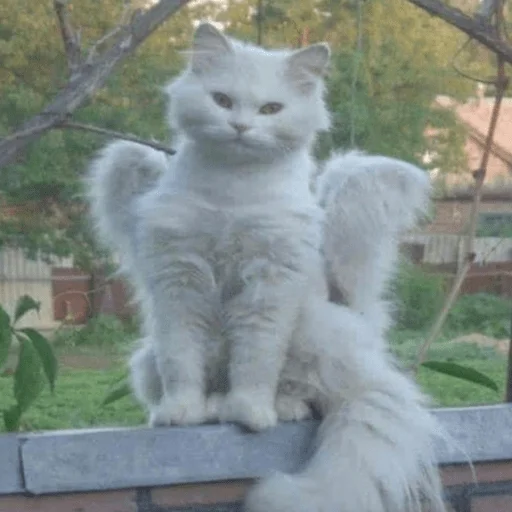 Стикер из набора Gatitos для Телеграм: Статические 👼