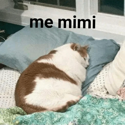 Стикер из набора Gatitos для Телеграм: Статические 😴