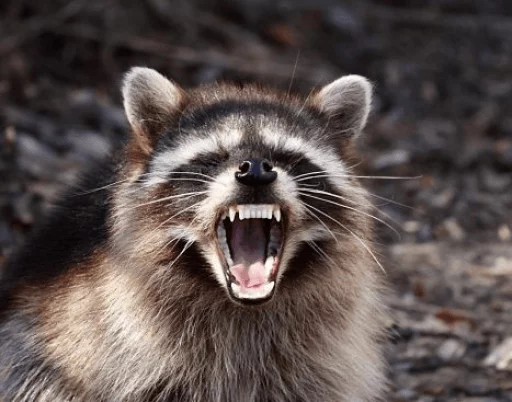 Стикерпак Racoon it's fun для Телеграм: Статические