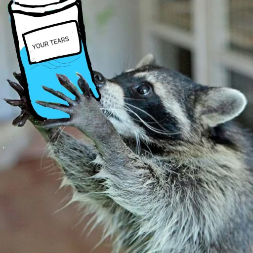 Стикер из набора Racoon it's fun для Телеграм: Статические 💧