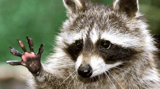 Стикер из набора Racoon it's fun для Телеграм: Статические 👋