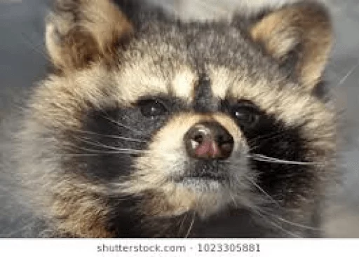 Стикер из набора Racoon it's fun для Телеграм: Статические 🙄
