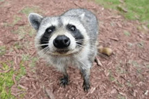 Стикер из набора Racoon it's fun для Телеграм: Статические 😳