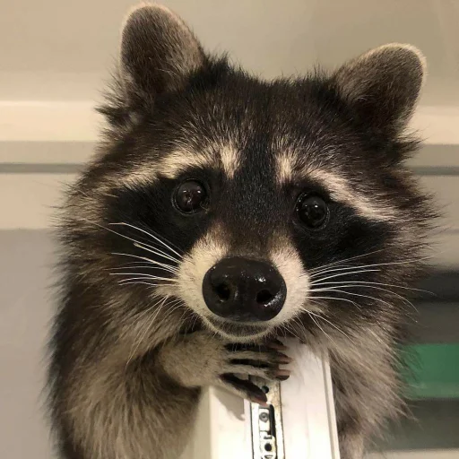 Стикер из набора Racoon it's fun для Телеграм: Статические 😳