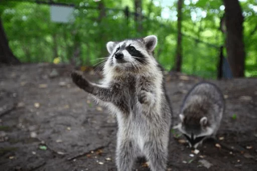 Стикер из набора Racoon it's fun для Телеграм: Статические 😷