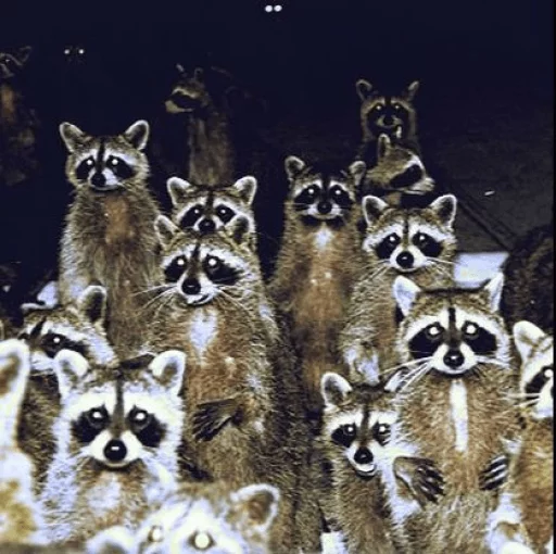Стикер из набора Racoon it's fun для Телеграм: Статические 👨‍👩‍👦‍👦