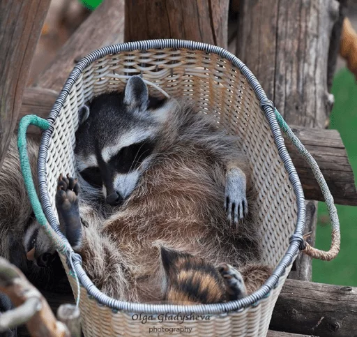 Стикер из набора Racoon it's fun для Телеграм: Статические 💤