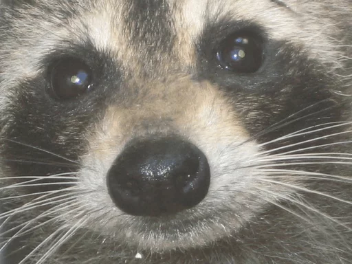 Стикер из набора Racoon it's fun для Телеграм: Статические 😐
