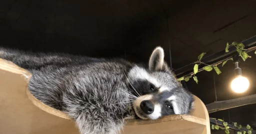 Стикер из набора Racoon it's fun для Телеграм: Статические 🙄