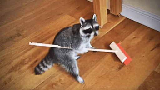 Стикер из набора Racoon it's fun для Телеграм: Статические 🤩