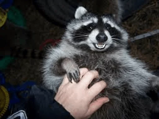 Стикер из набора Racoon it's fun для Телеграм: Статические 🤪