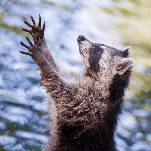 Стикер из набора Racoon it's fun для Телеграм: Статические 😇