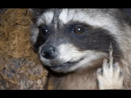 Стикер из набора Racoon it's fun для Телеграм: Статические 🖕