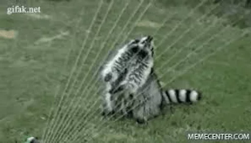Стикер из набора Racoon it's fun для Телеграм: Статические 🎻