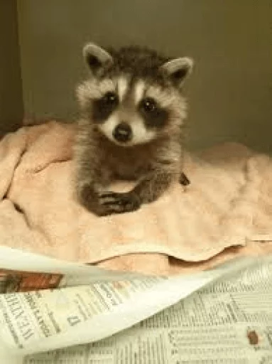 Стикер из набора Racoon it's fun для Телеграм: Статические 🙂