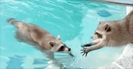 Стикер из набора Racoon it's fun для Телеграм: Статические 🖐️