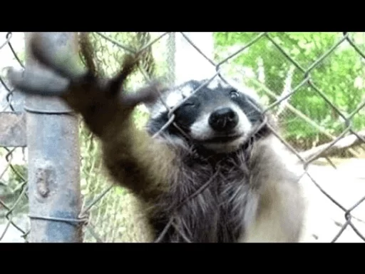 Стикер из набора Racoon it's fun для Телеграм: Статические 🖐️
