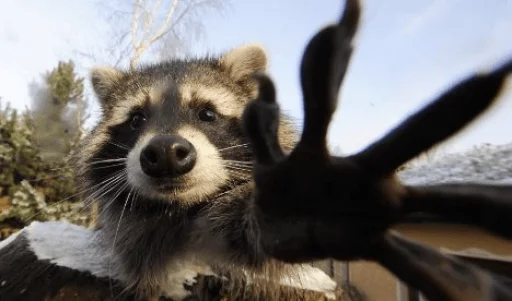 Стикер из набора Racoon it's fun для Телеграм: Статические 🖐️