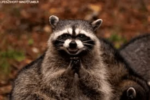 Стикер из набора Racoon it's fun для Телеграм: Статические 😈