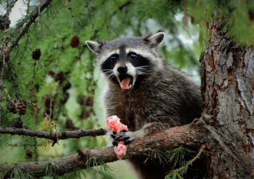 Стикер из набора Racoon it's fun для Телеграм: Статические 🤣