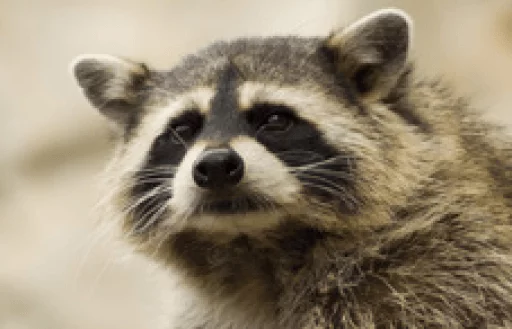 Стикер из набора Racoon it's fun для Телеграм: Статические 🤨