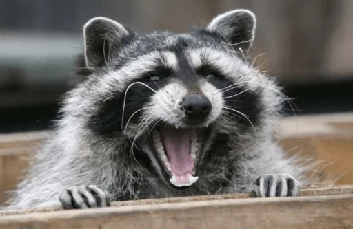Стикер из набора Racoon it's fun для Телеграм: Статические 🤪