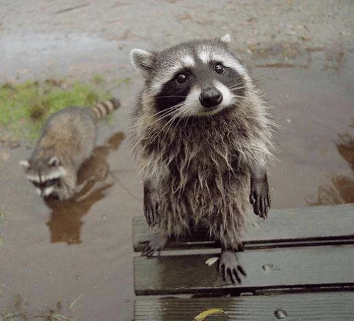 Стикер из набора Racoon it's fun для Телеграм: Статические 🌊