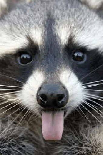Стикер из набора Racoon it's fun для Телеграм: Статические 😝