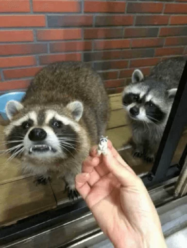 Стикер из набора Racoon it's fun для Телеграм: Статические 😷