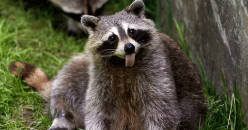 Стикер из набора Racoon it's fun для Телеграм: Статические 😛