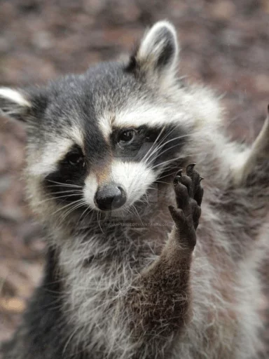 Стикер из набора Racoon it's fun для Телеграм: Статические 🙄