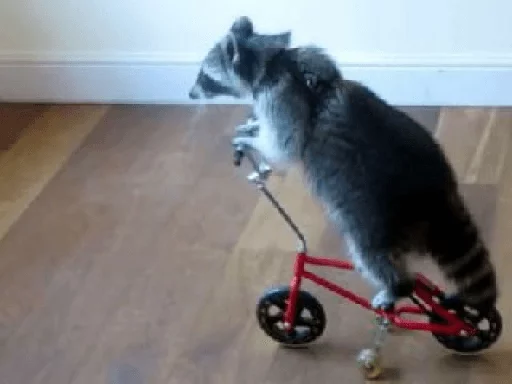 Стикер из набора Racoon it's fun для Телеграм: Статические 🚲