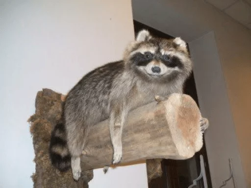 Стикер из набора Racoon it's fun для Телеграм: Статические 😊