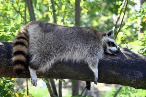 Стикер из набора Racoon it's fun для Телеграм: Статические 😪