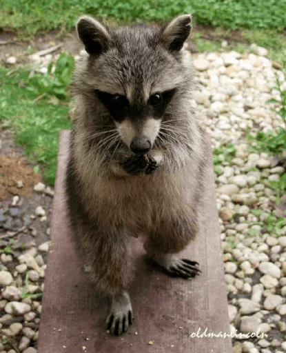 Стикер из набора Racoon it's fun для Телеграм: Статические 🧐