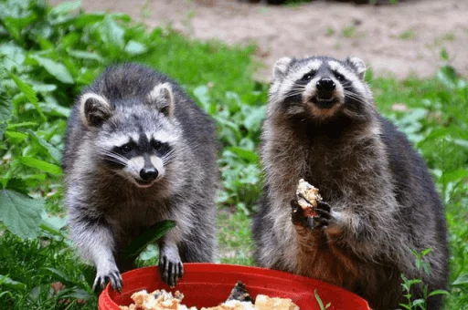 Стикер из набора Racoon it's fun для Телеграм: Статические 🍉