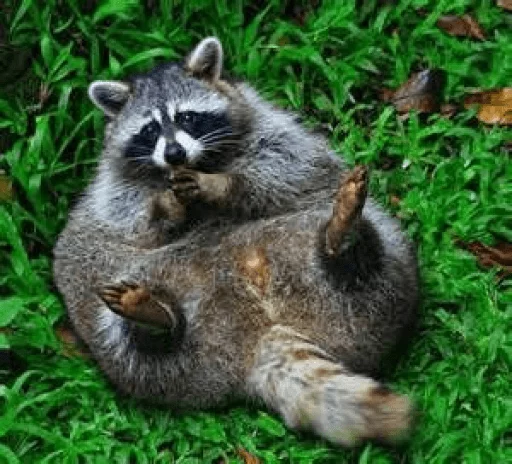 Стикер из набора Racoon it's fun для Телеграм: Статические 🍑